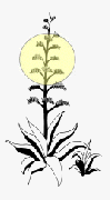 Century Land Services