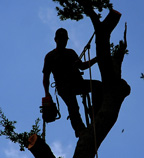Cole Tree Service, L.L.C.