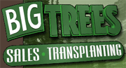 Big Trees